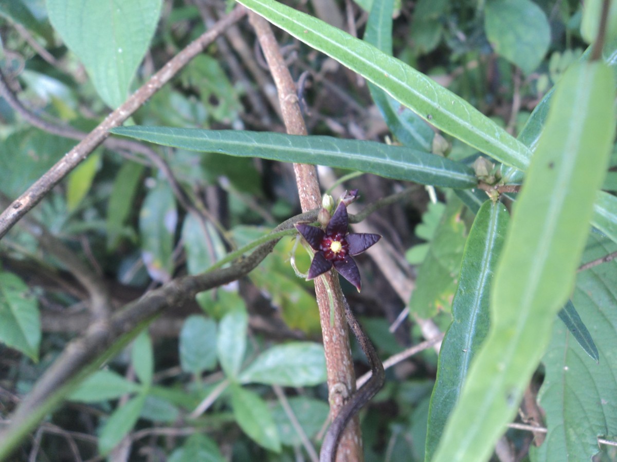 Hemidesmus indicus (L.) R.Br.